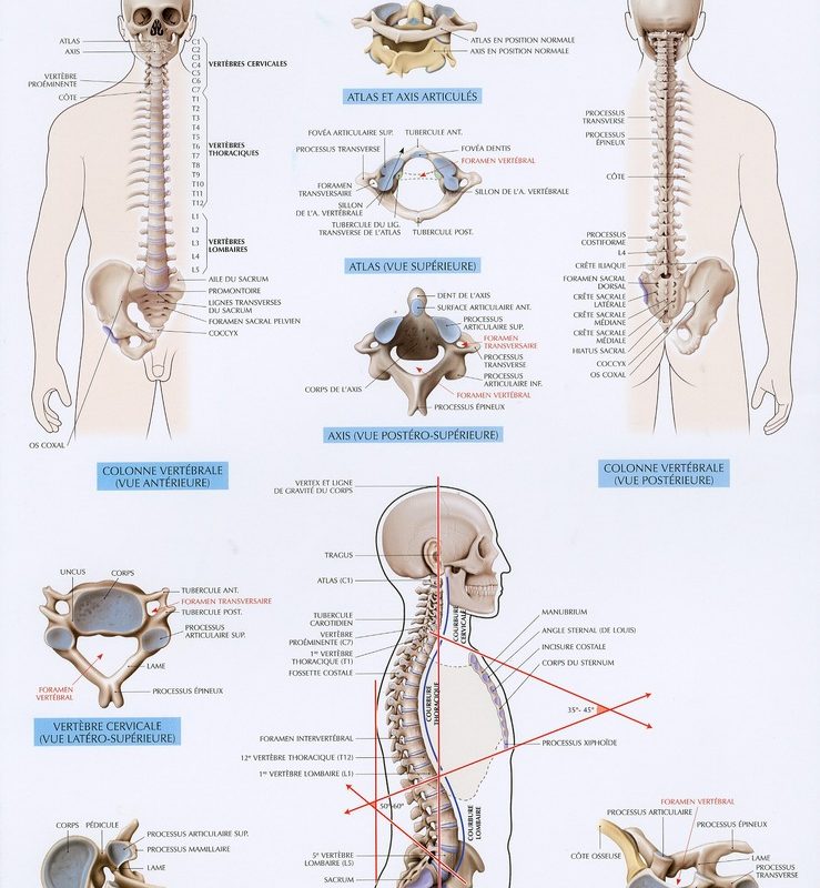 Schémas de travaux pratiques d'anatomie ; planches d'anatomie Tome 4 ; la colonne vertébrale de Pierre Kamina
