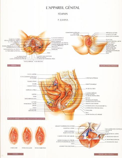 Planches d'anatomie. Appareil génital féminin